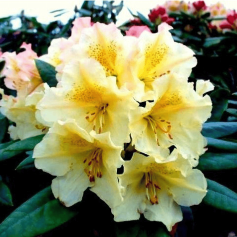 Rododendron Profesor Scholz żółty (C2)