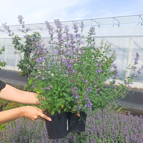 Kocimiętka Faassena