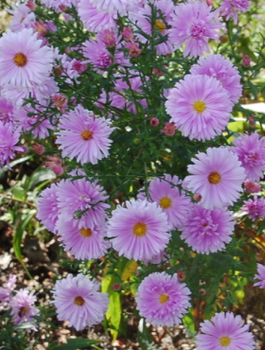 Aster nowobelgijski Fellowship (C2)