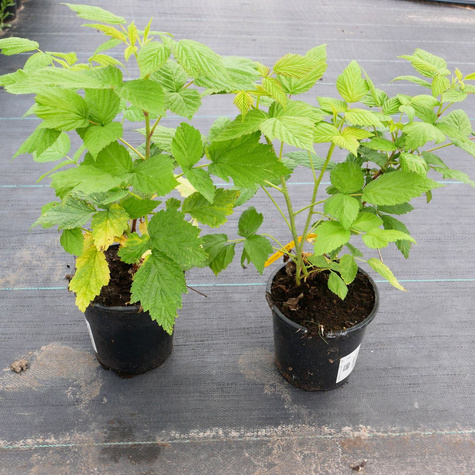 Malina Glen w doniczce