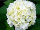 Hortensja ogrodowa Vanilla Sky białe kwiaty (C2)