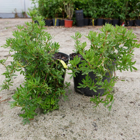 Pięciornik krzewiasty Pink Queen (C2)