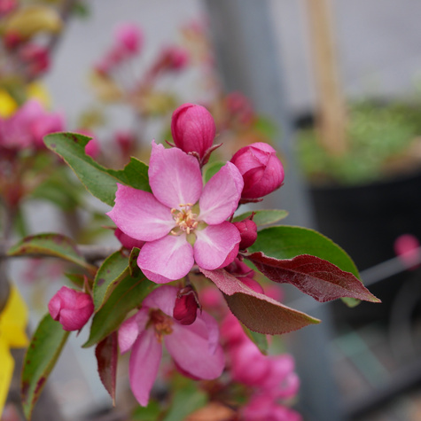 Jabłoń ozdobna rajska Ola obw. 6-8cm