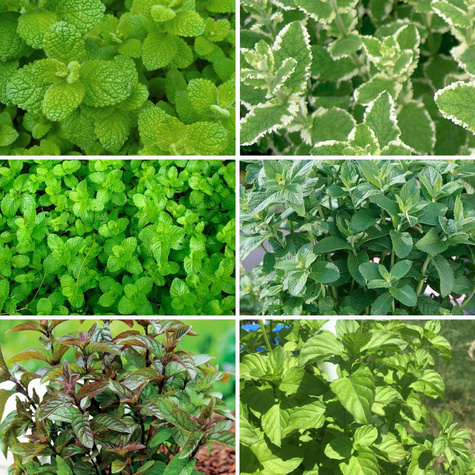 Zestaw Mięt aromatycznych Zioła do ogrodu 6 szt
