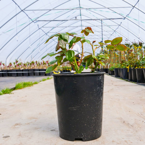 Róża rabatowa Różowa