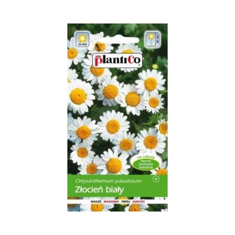 Złocień włąściwy karłowy biały, Jastrun, Margarytka 0,3g