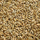 Żyto ozime 1 kg