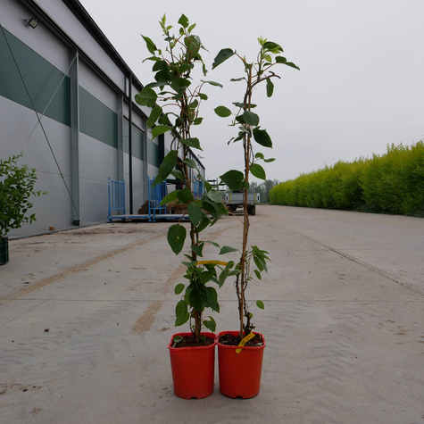 MINI KIWI Aktinidia Rogów (C2)