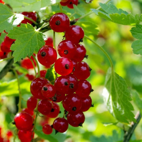 Porzeczka czerwona na pniu w pojemniku