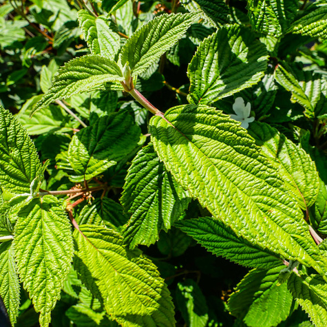 Kalina japońska St. Keverne