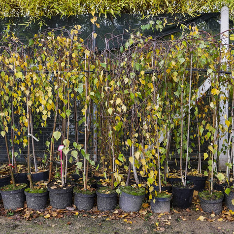 Brzoza brodawkowata Youngii szczepiona na pniu