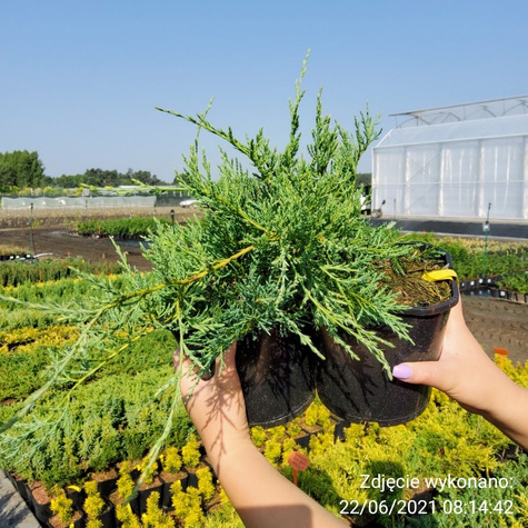 Jałowiec wirginijski Grey Owl (C2)