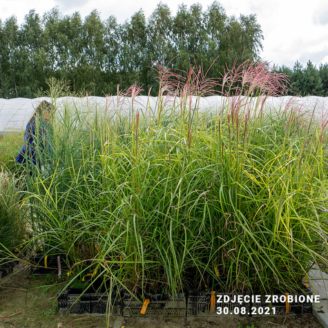 Miscanthus sinenesis Miskant chiński 'Nippon'