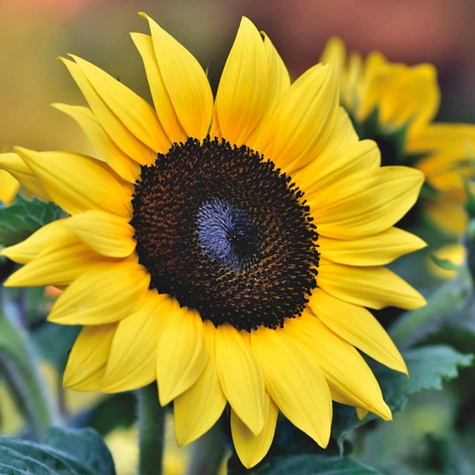 Słonecznik ozdobny Lemon Queen 0,5g