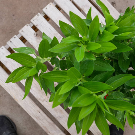 Alstroemeria Valley Girl Lilia inków