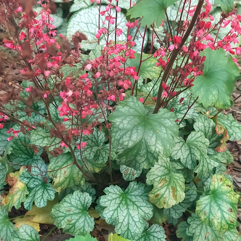 Żurawka amerykańska Dale's Strain (C2)