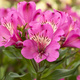 Alstremeria ogrodowa Summer Saint (C2)