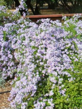 Aster wrzoslistny Blue Star fioletowy drobny (C2)