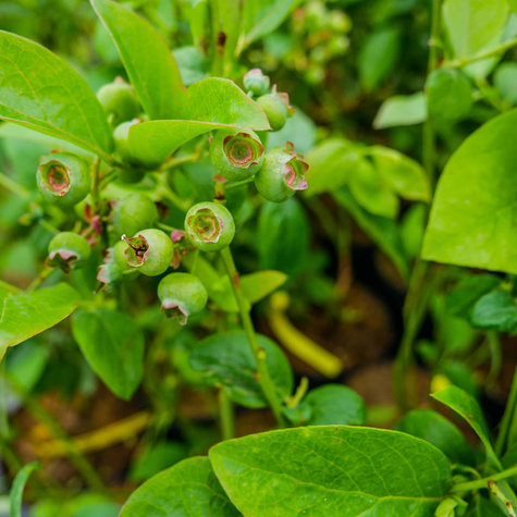 Borówka amerykańska wysoka Bonifacy średnio wczesna