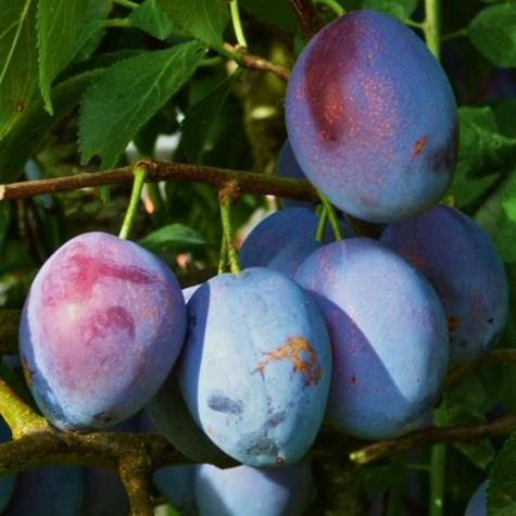 Śliwa Najwcześniejsza Fioletowa Plant Pack