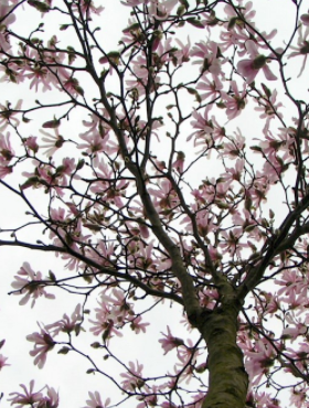 Magnolia gwieździsta Stellata Rosea (C2)