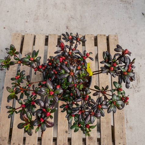 Azalia japońska Maruschka czerwona (C2)