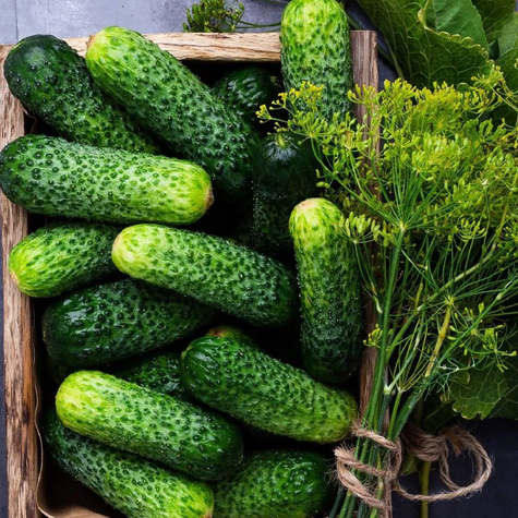 Ogórek gruntowy Śremski 45 ziaren nasiona otoczkowane