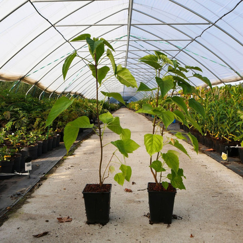 Hurma amerykańska (C2)