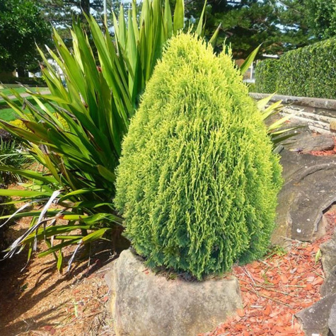 Thuja Tuja Żywotnik wschodni Aurea Nana