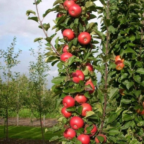 Jabłoń kolumnowa Promyk Słońca Sun Light w typie Red Cap Plant Pack