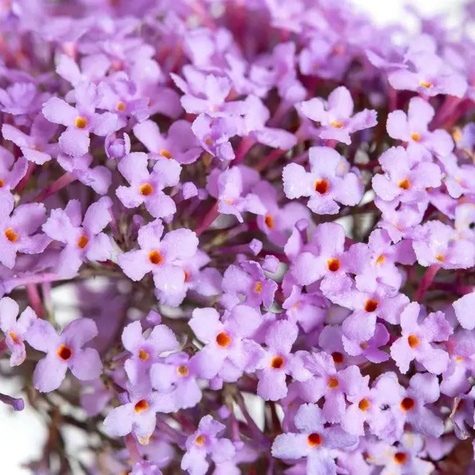 Budleja Dawida Gulliver