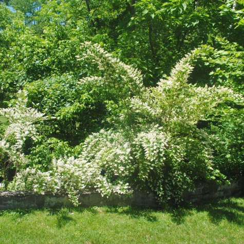 Żylistek karbowany 'Dippon' (P9)