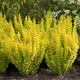 Berberys Thunberga Golden Rocket (C2)