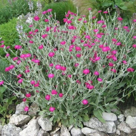 Firletka kwiecista (C2)