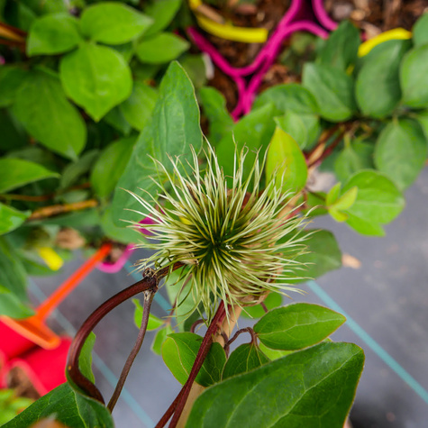 Powojnik Clematis 'Innocent Blush'