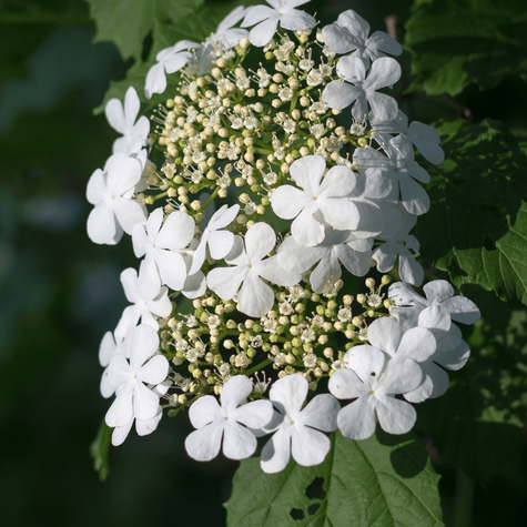 Hortensja pnąca (P9)