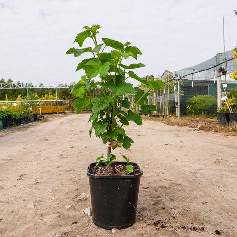 Porzeczka czerwona Detvan w doniczce