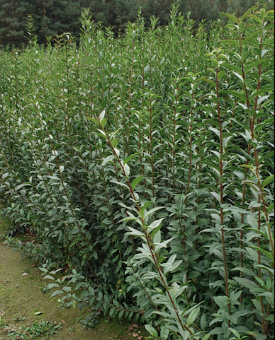 Ligustr Liguster zimozielony (C2)