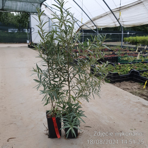 Rokitnik pospolity Złoto Syberii Moskwiczka żeńska