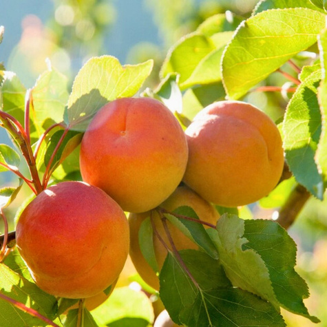 Morela Taja Plant Pack