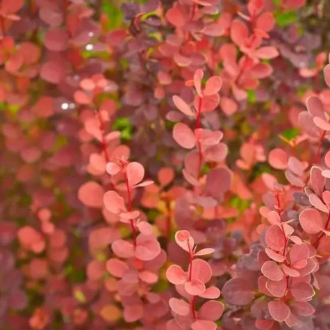 Berberys thunberga Vulcono (C2)