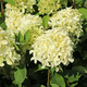 Hortensja bukietowa Skyfall (P9)