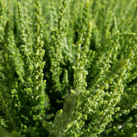 Wrzos pospolity biały pączkowy