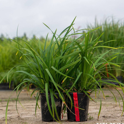 Turzyca japońska Irish Green (C2)