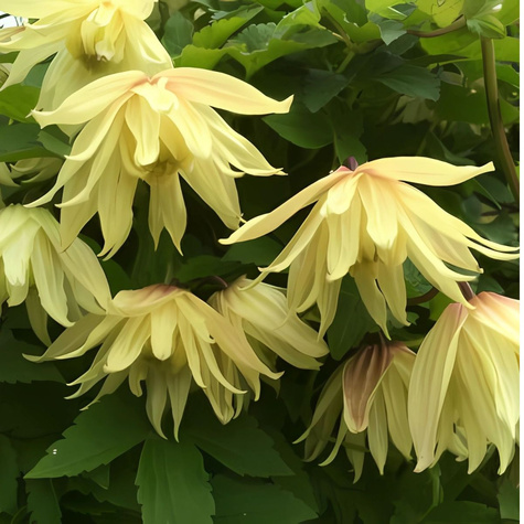Powojnik Clematis Golden Dream (C2)