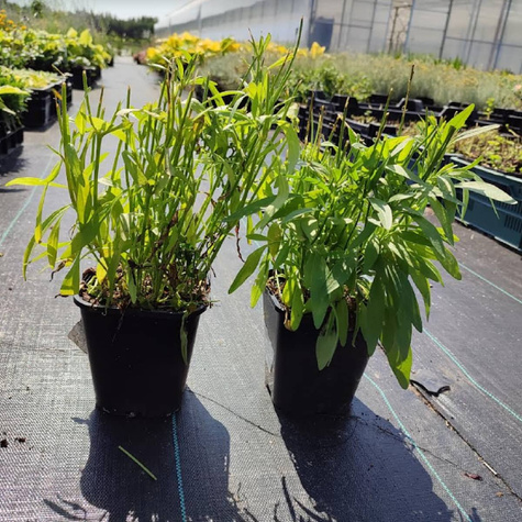 Nachyłek wielkokwiatowy Sunfire (C2)