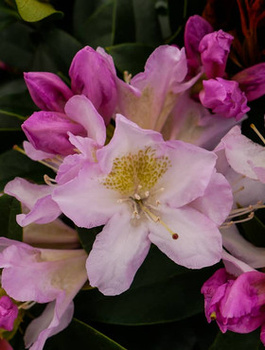 Rododendron Albert Schweitzer (C2)