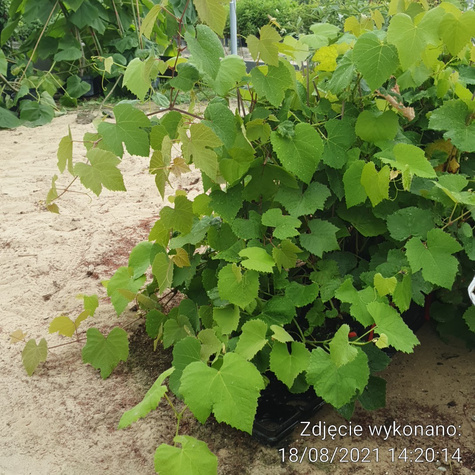 Winorośl winogrona Arkadia