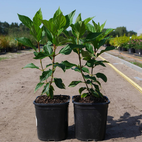 Hortensja bukietowa Graffiti (C2)