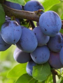 Śliwa Nie-Robaczywka Plant Pack